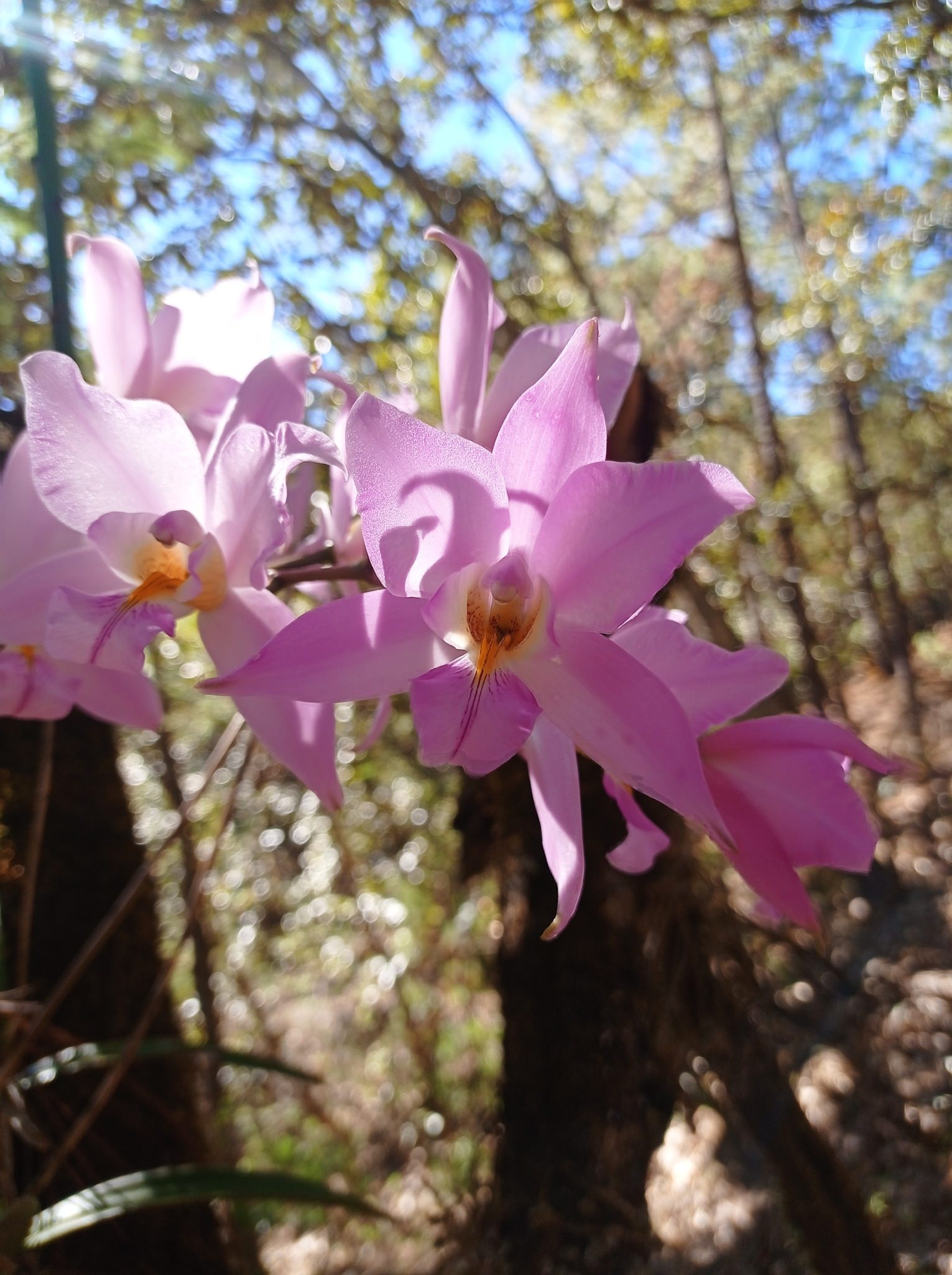 Laelia crawshayana